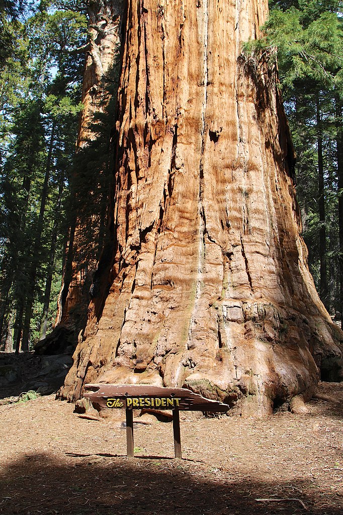 Redwoods live at high altitudes, withstand the most dizzying changes in climate without losing size or strength.