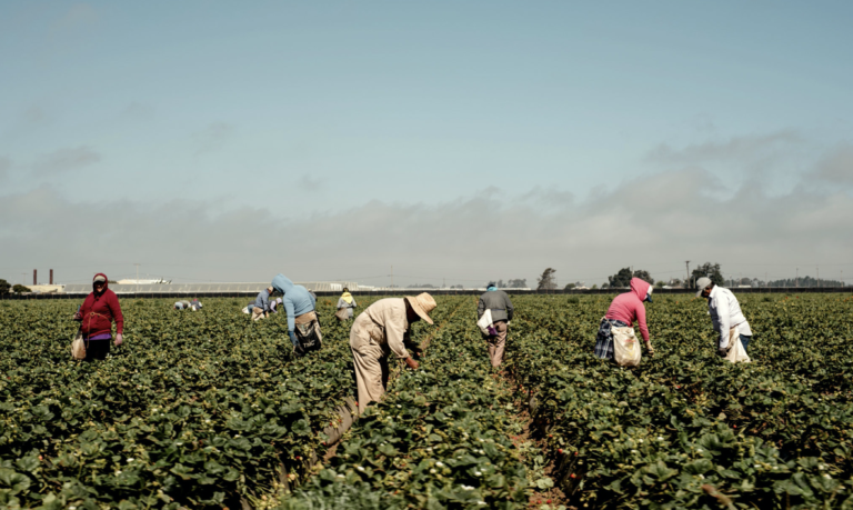 Cost per Covid-19 puts lives of U.S. Latino farmers at risk