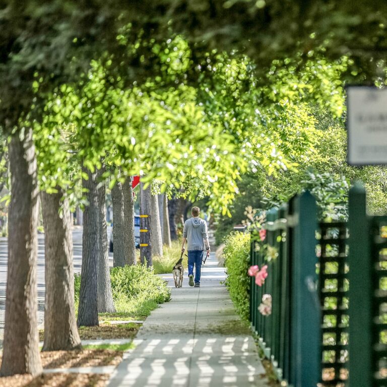 Árboles de la gratitud llenan de esperanza a municipio de Palo Alto