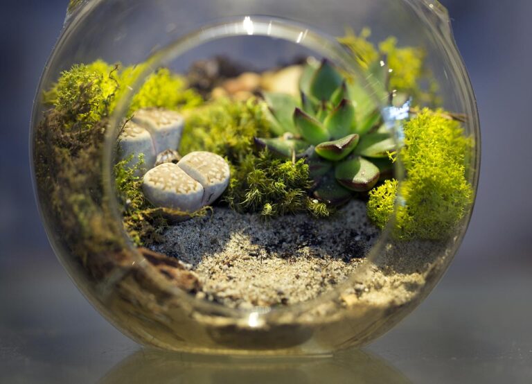 Create your own terrarium at home this Thursday