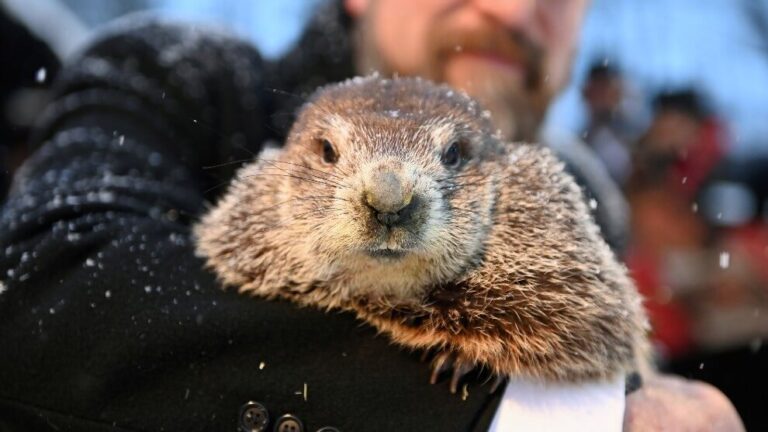 Marmota Phil predice que el invierno se alargará seis semanas más
