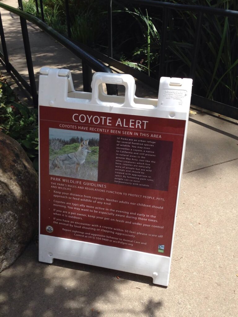 Autoridades Contra Costa coyote