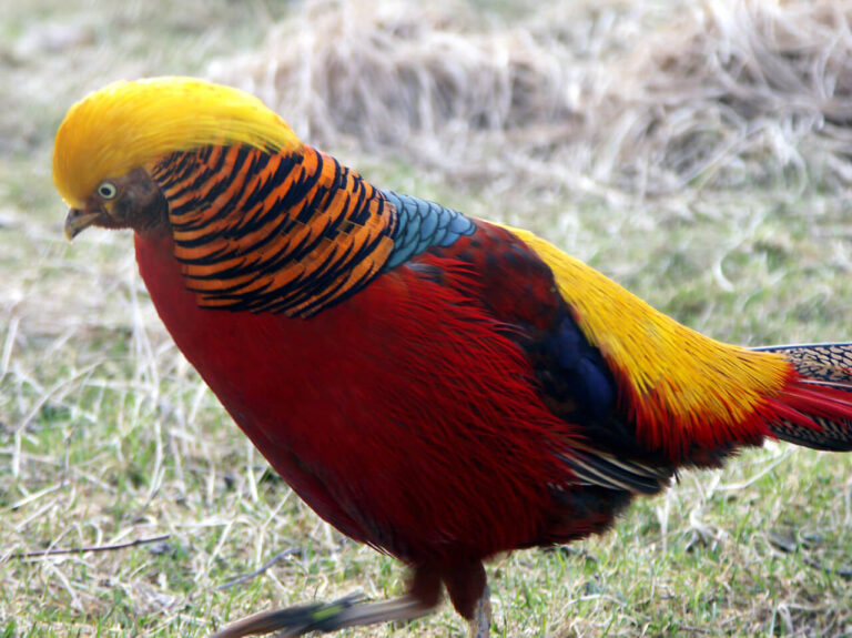 Wanted home to adopt golden pheasant in San Mateo