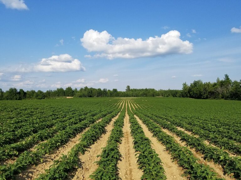 COVID-19 acecha a trabajadores agrícolas de Kern: desinformación e idioma las principales barreras