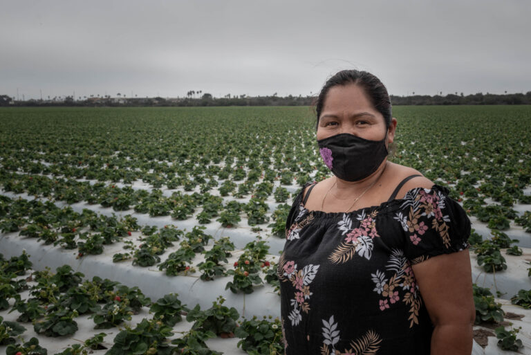 Fresas de California, cultivadas por manos indígenas
