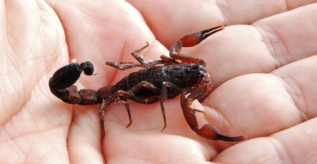 Scorpion Venom May Stop Metastasis