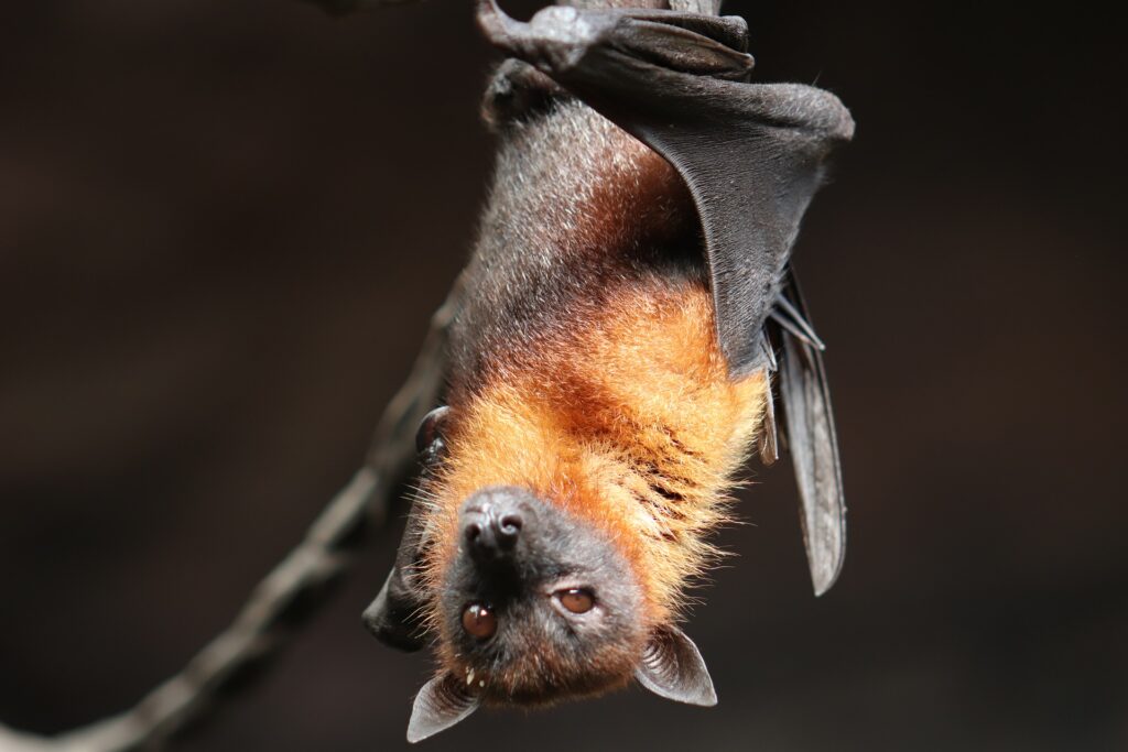 rabia por murciélagos