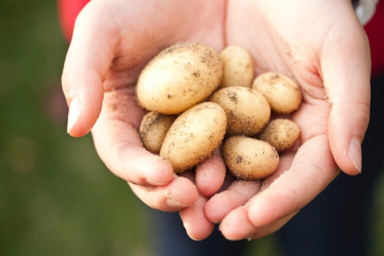 California busca expandir los programas «de la granja a la escuela»