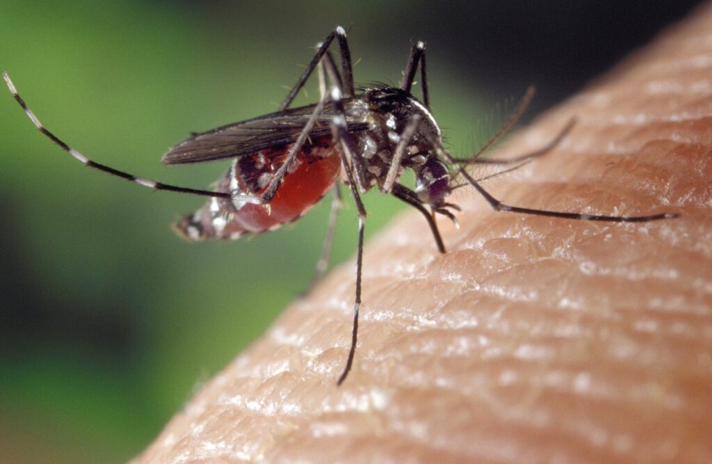 genetically modified mosquitoes