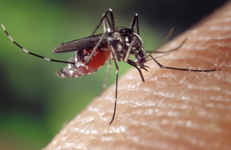 Podrían liberar mosquitos genéticamente modificados para contrarrestar enfermedades como zika y dengue