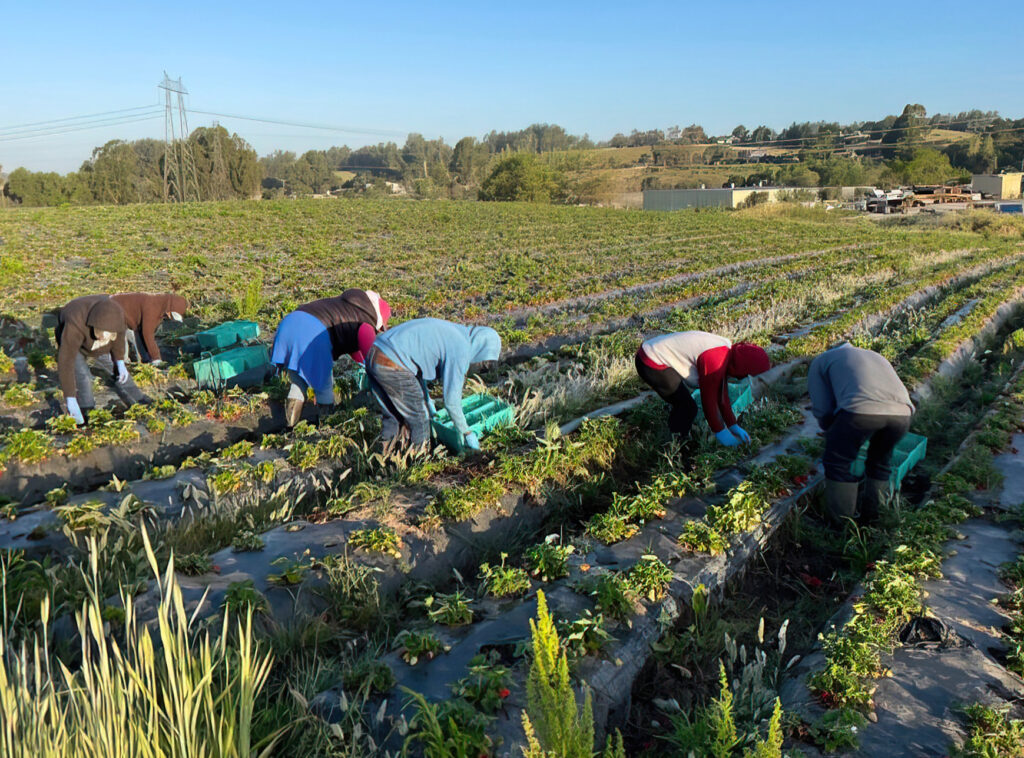 Fresas en el área de la Bahía