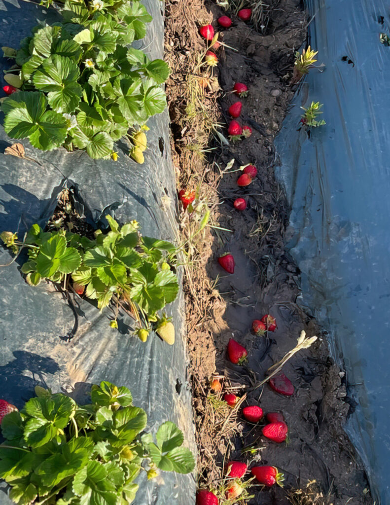 Fresas en el Área de la Bahía