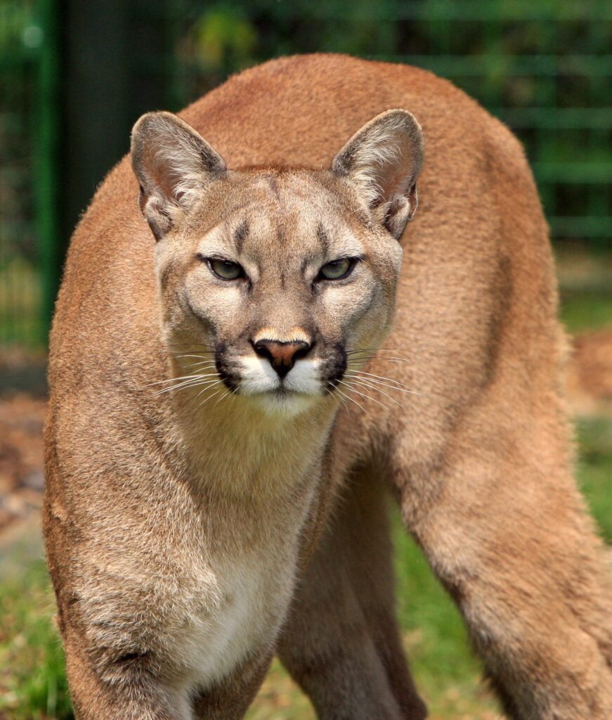 mountain lion in Redwood City 
