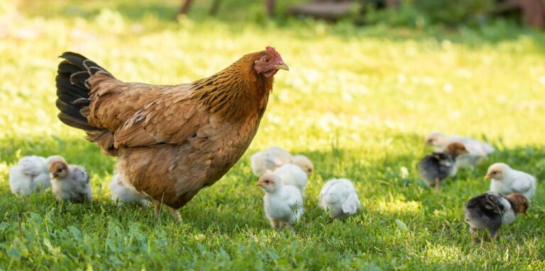 CDC Warns of Salmonella Outbreaks Linked to Backyard Poultry