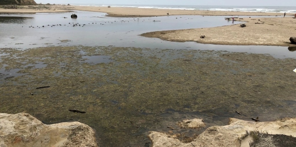 Hallan algas tóxicas en laguna del arroyo San Gregorio