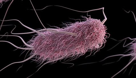 E. coli en EE. UU.