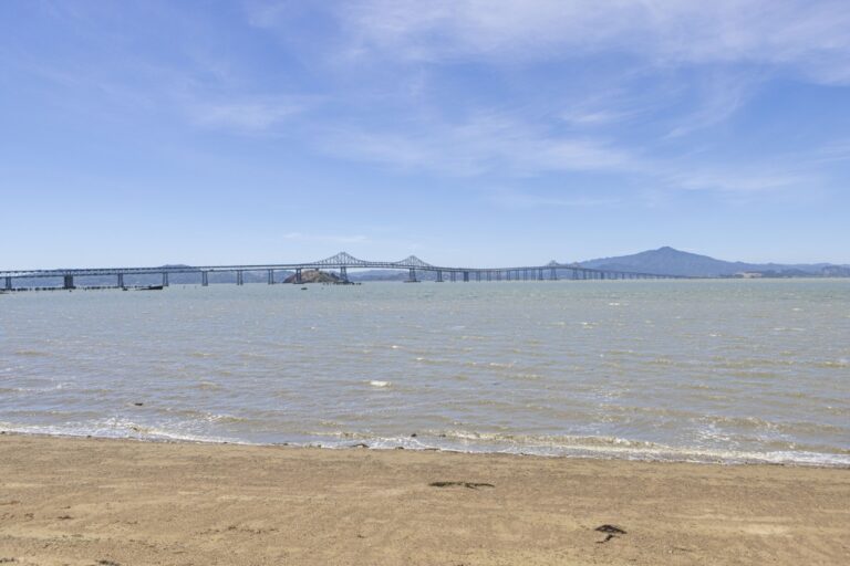 Environmental group reports large number of dead fish throughout the bay