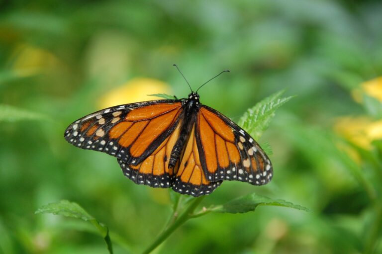 Monarch Butterfly is officially in danger of extinction