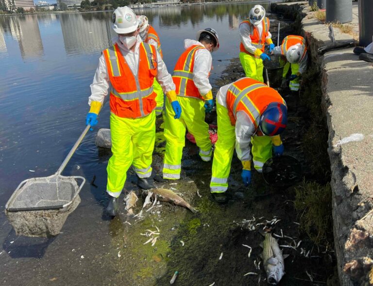 Massive algae bloom could lead to "large-scale aquatic die-offs" in the coming days