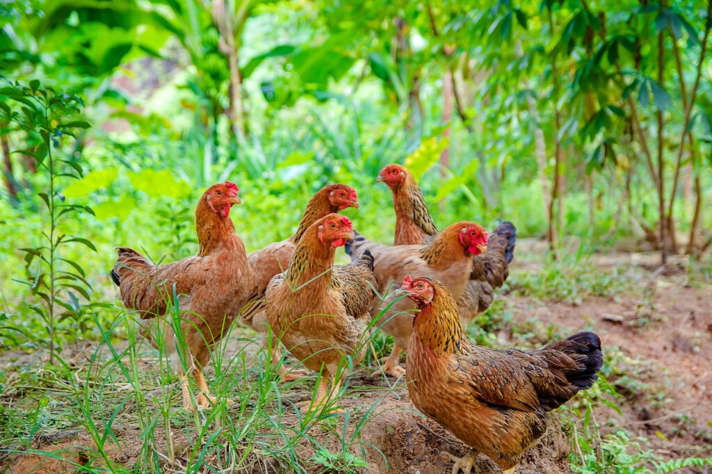 avian influenza in the Bay Area