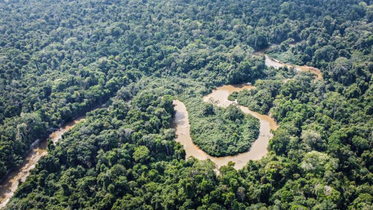 Amazon, "heart of the world" endangered by bolsonaristas in Brazil