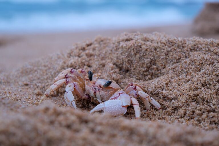 Fiscalía de Distrito del condado de San Mateo presenta denuncia civil contra pescador de cangrejos