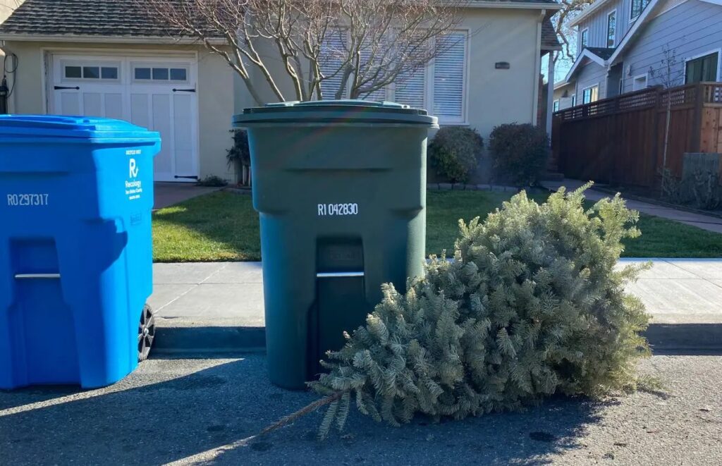 tirar el árbol de Navidad en el condado de San Mateo