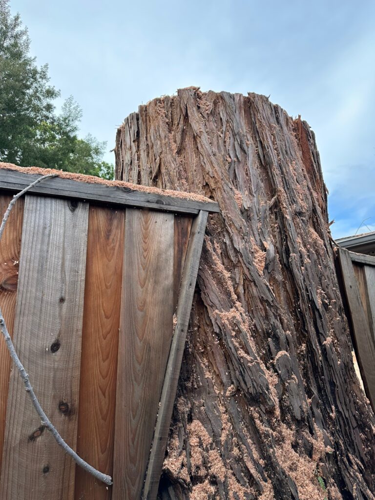 The Centennial neighborhood loses a century-old tree
