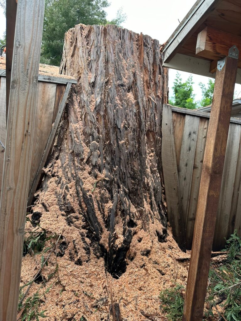 The Centennial neighborhood loses a hundred-year-old tree.