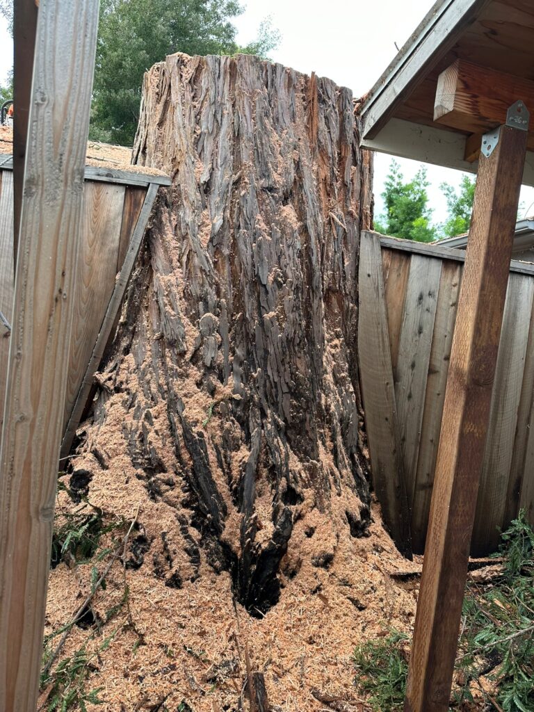 El barrio de Centennial pierde un árbol centenario.