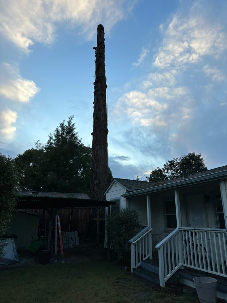 El barrio de Centennial pierde un árbol centenario.