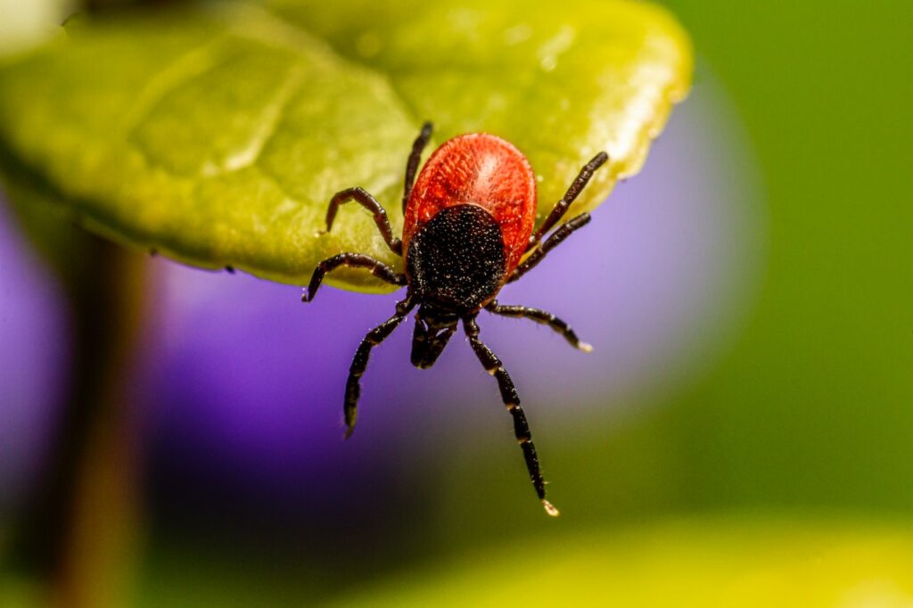 Long-term study of Lyme disease to be conducted at Edgewood Park