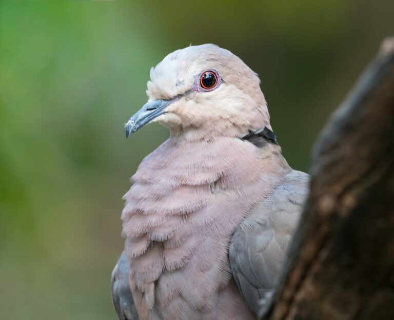 Parasite kills hundreds of native California pigeons