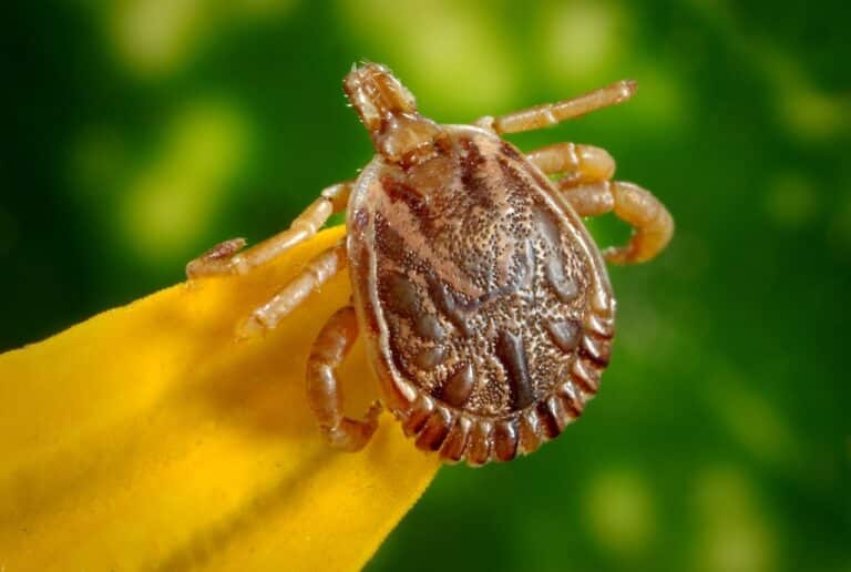 Let's talk about ticks