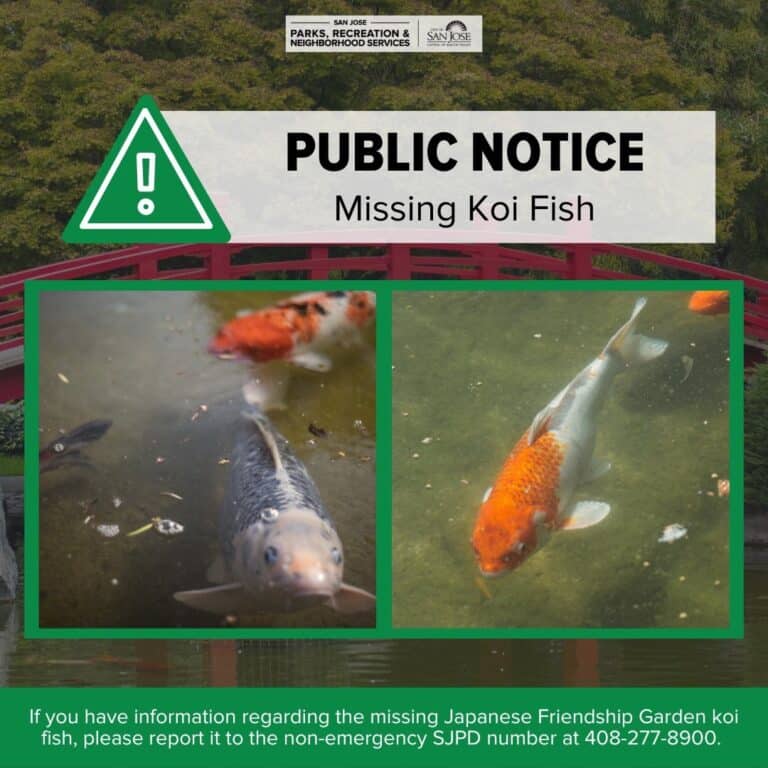 Roban alrededor de 50 peces koi del Jardín de la Amistad Japonés en San José