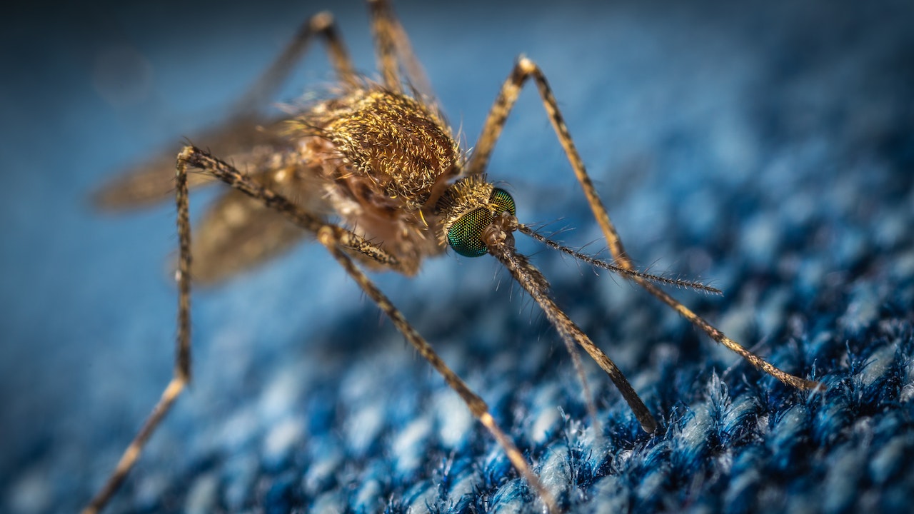 The Santa Clara County Vector Control District confirmed the presence of West Nile virus-positive mosquitoes in a small area that includes Sunnyvale and Santa Clara