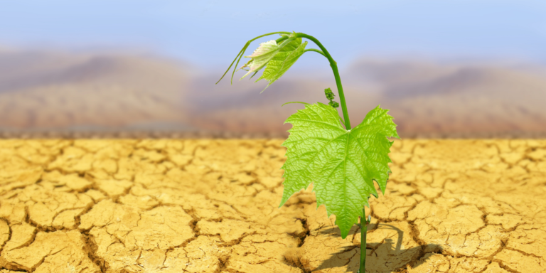 Sequía golpea a la industria agrícola del condado de San Mateo