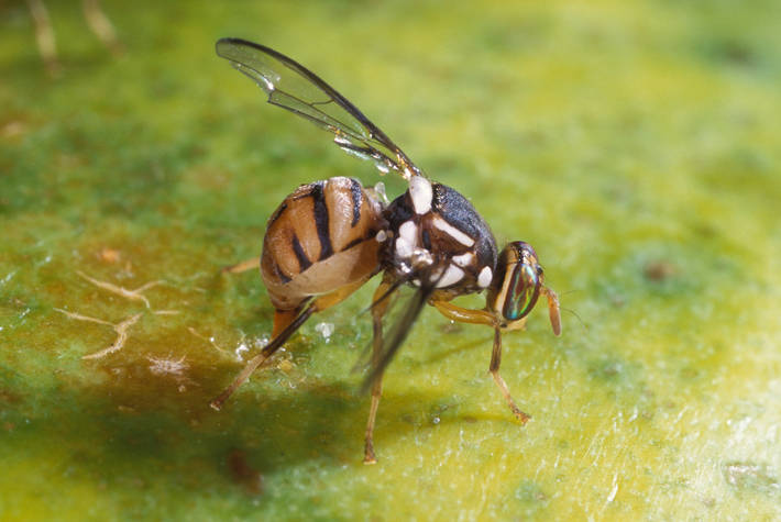 Parts of Santa Clara County under quarantine for oriental fly invasion