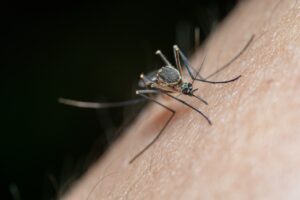 Encuentran mosquitos positivos a virus del Nilo Occidental en partes de San José y Milpitas