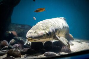 The oldest living aquarium fish in the world lives in San Francisco