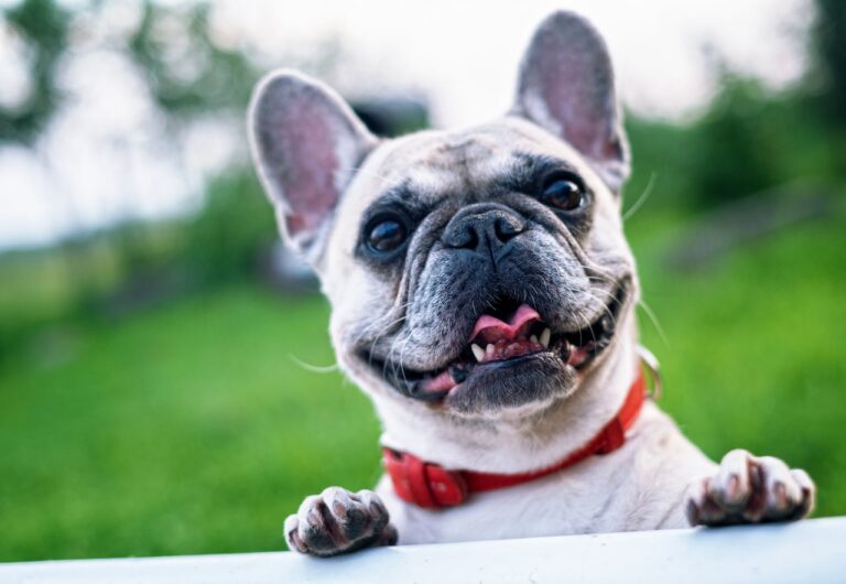 Muestra tu amor y adopta un “amigo peludo” en San José durante evento este fin de semana