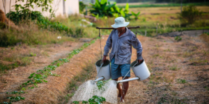 Trabajadores agrícolas enfrentan un futuro incierto al envejecer en Estados Unidos