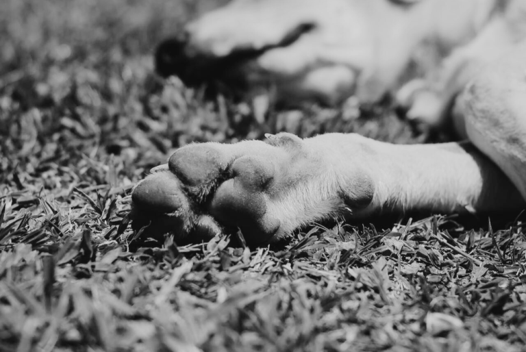 Dog dies in house fire near Redwood City