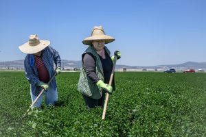 Campesina en Tule Lake