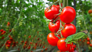 cultivos de tomate