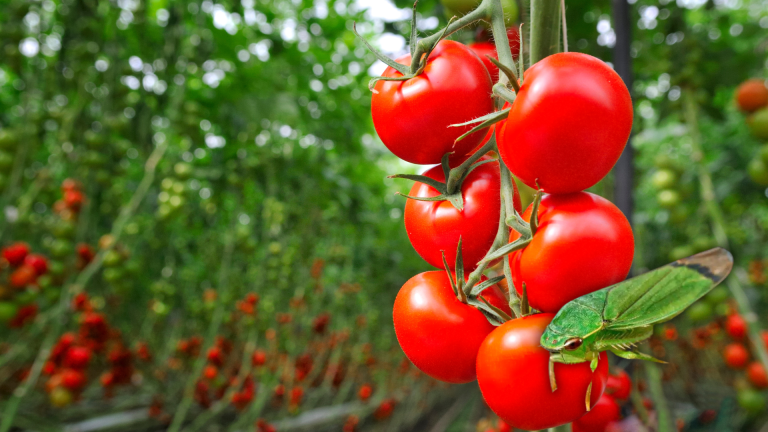 Decretan emergencia en condado de San Joaquín por insectos y virus que afectan cultivos de tomate