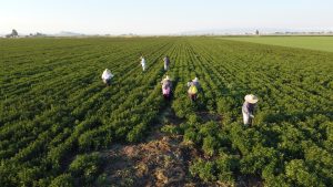 Tulelake farm workers