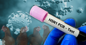 H5N1 avian flu emergency