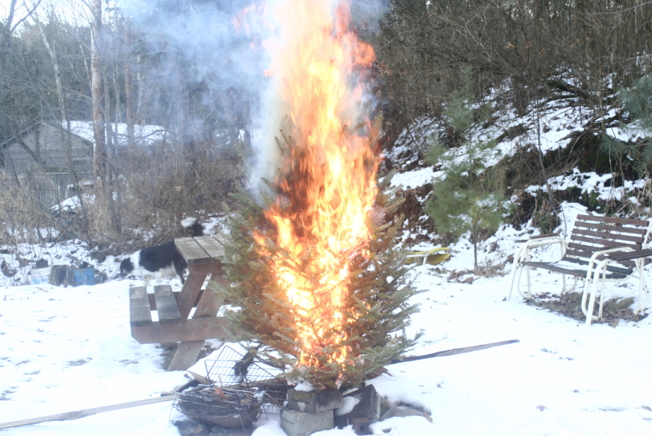 Authorities urge to prevent Christmas tree fires