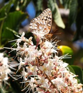 Mariposa del Área de la Bahía